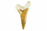 Bone Valley Shark Tooth (Hemipristis) - Lower Tooth #258211-1